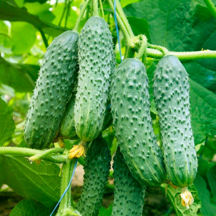 Семена огурца «Мирабелла F1»