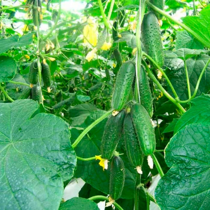 Семена огурца «Мирабелла F1»
