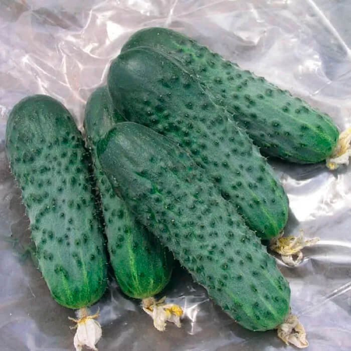 Семена огурца «Мирабелла F1»