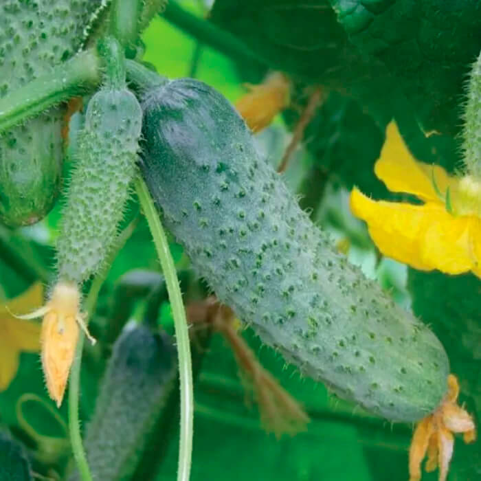 Семена огурца «Мирабелла F1»