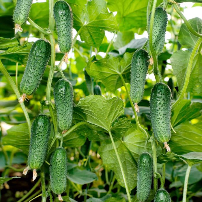 Семена огурца «Арктика F1»