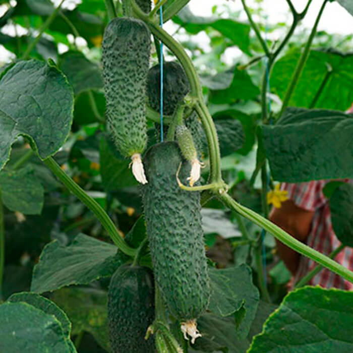 Семена огурца «Арктика F1»