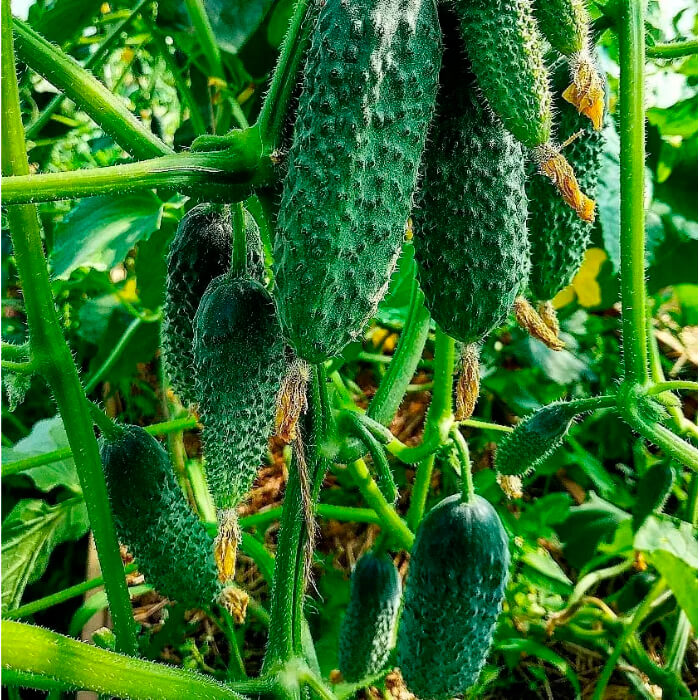 Семена огурца «Арктика F1»