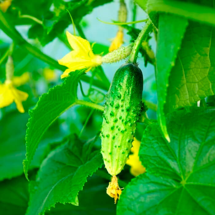 Семена огурца «Базар F1»