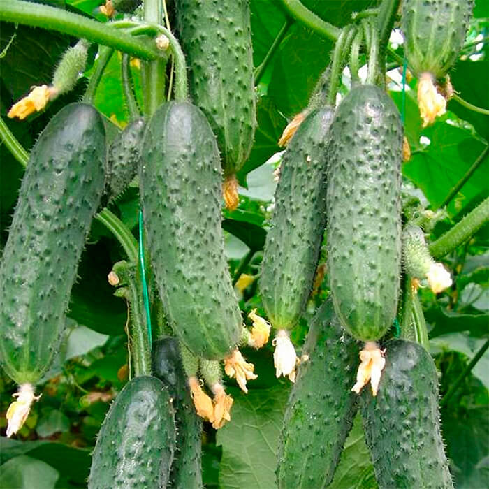 Семена огурца «Базар F1»