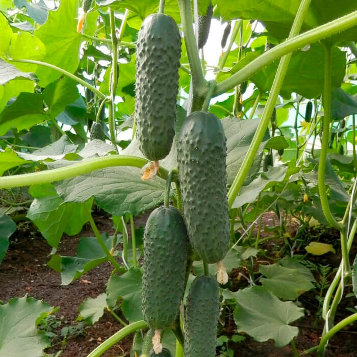 Семена огурца «Базар F1»