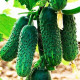 Семена инкрустированного огурца «Азарт F1» 10 семян