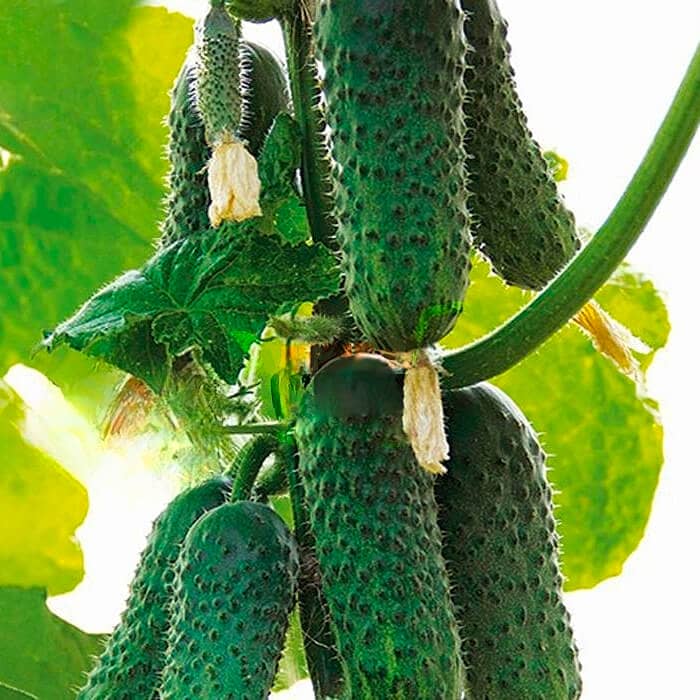 Семена инкрустированного огурца «Азарт F1» 10 семян