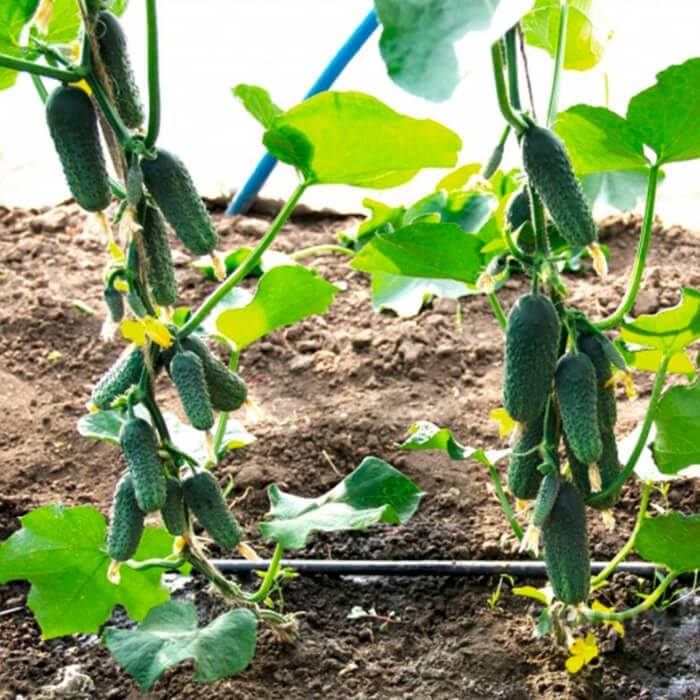 Семена инкрустированного огурца «Азарт F1» 10 семян