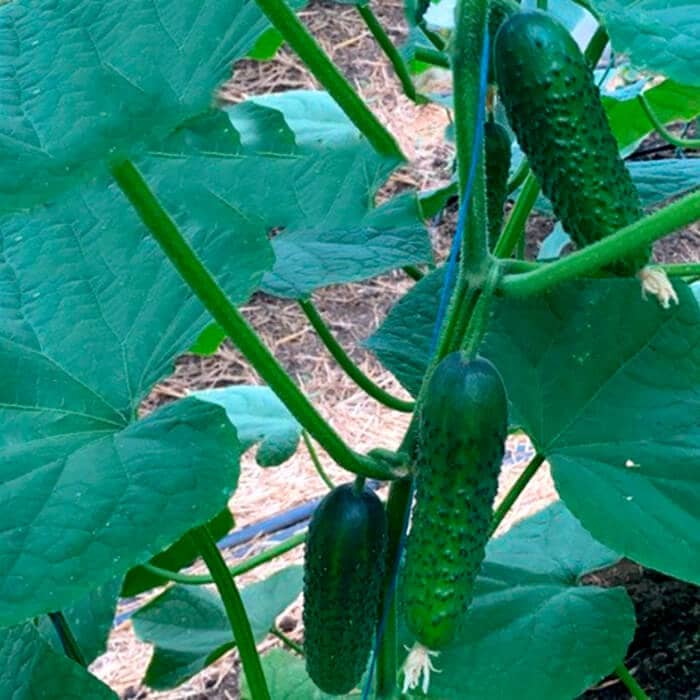 Семена инкрустированного огурца «Азарт F1» 10 семян