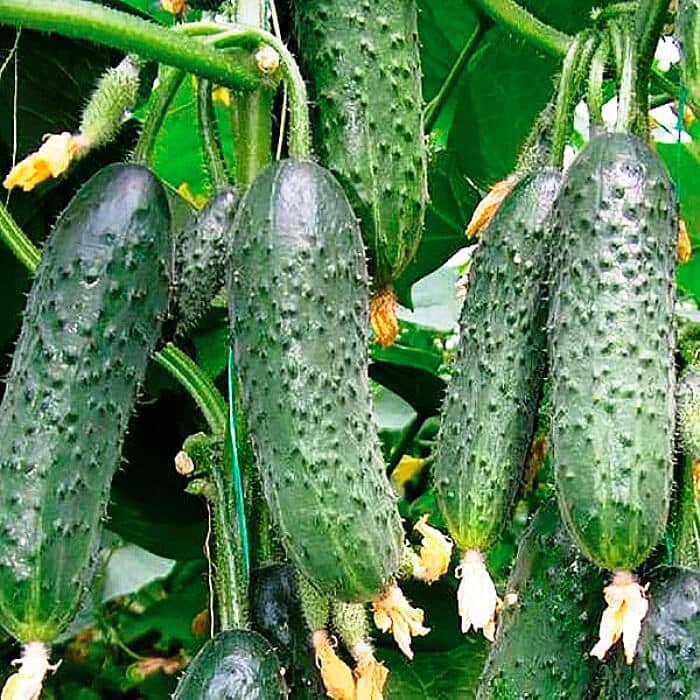 Семена инкрустированного огурца «Азарт F1» 10 семян