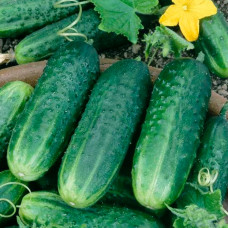 Семена партенокарпического огурца «Беби Мини F1» 10 шт