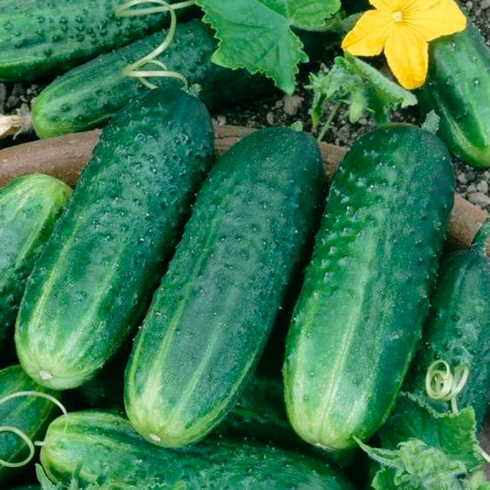 Семена партенокарпического огурца «Беби Мини F1» 10 шт