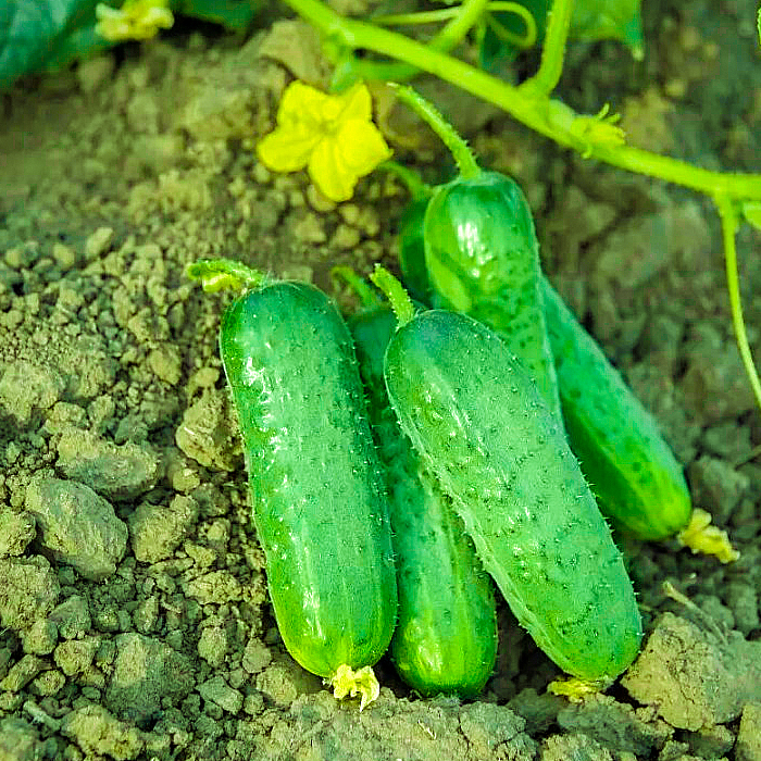 Семена партенокарпического огурца «Беби Мини F1» 10 шт