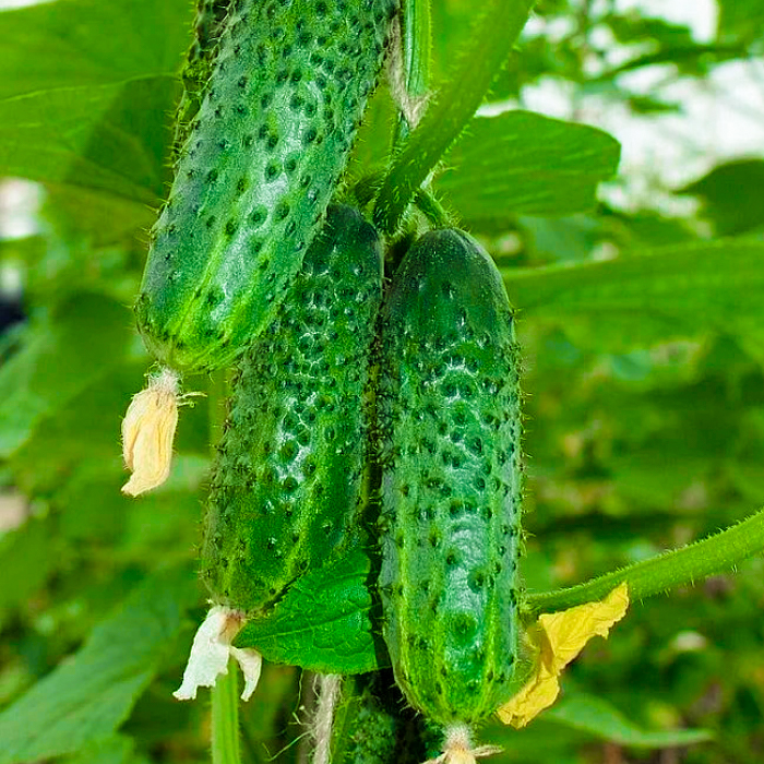 Семена партенокарпического огурца «Беби Мини F1» 10 шт