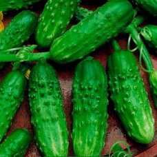 Семена партенокарпического огурца «Буян F1» 10 семян
