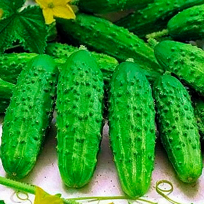 Семена партенокарпического огурца «Буян F1» 10 семян