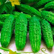 Семена партенокарпического огурца «Буян F1» 10 семян