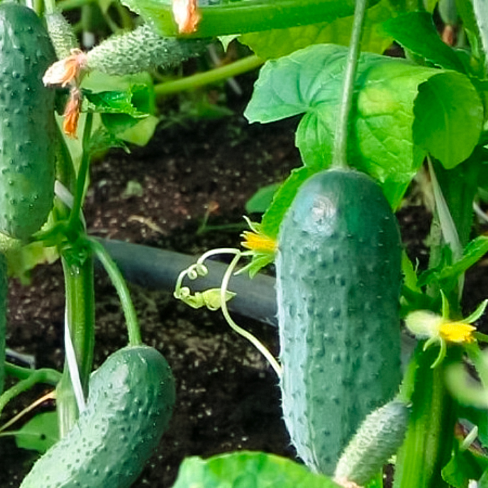 Семена партенокарпического огурца «Буян F1» 10 семян