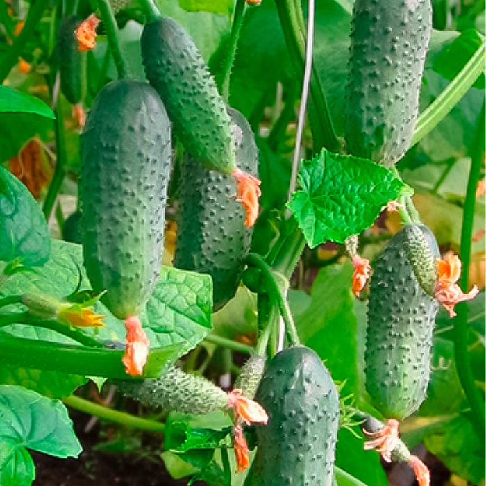 Семена партенокарпического огурца «Буян F1» 10 семян