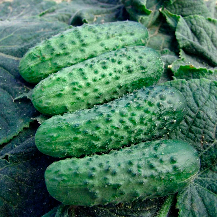 Семена партенокарпического огурца «Буян F1» 10 семян