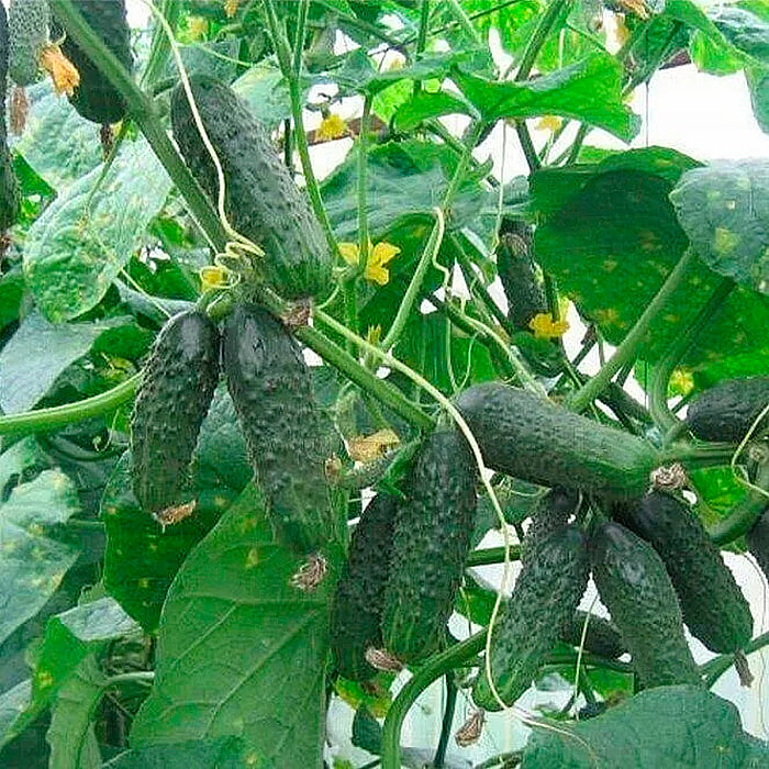 Семена партенокарпического огурца «Дружная семейка F1» 10 семян