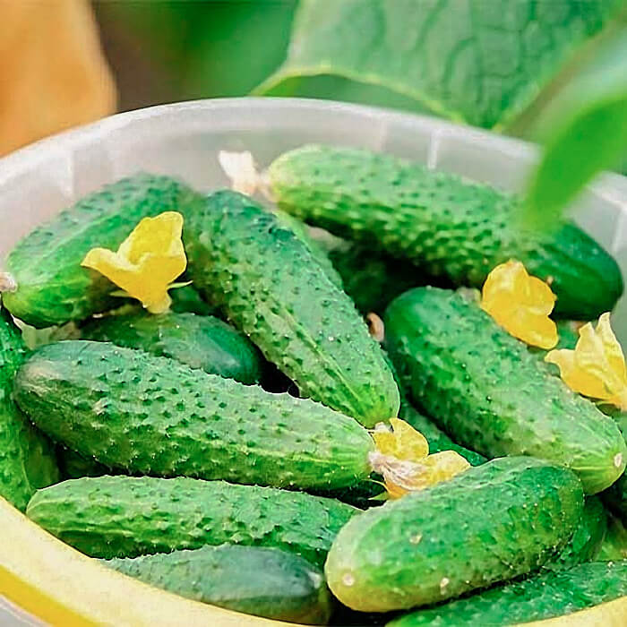 Семена партенокарпического огурца «Дружная семейка F1» 10 семян