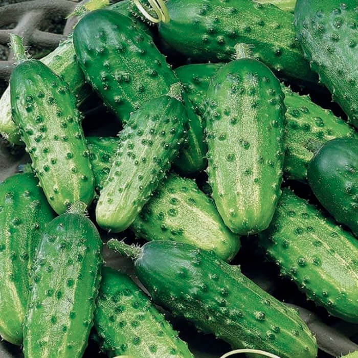 Семена партенокарпического огурца «Дружная семейка F1» 10 семян