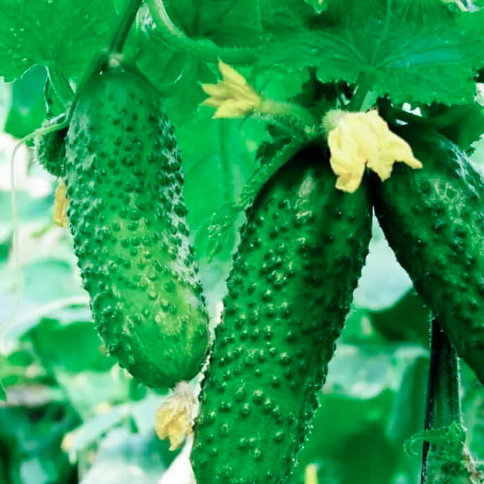 Семена партенокарпического огурца «Дружная семейка F1» 10 семян