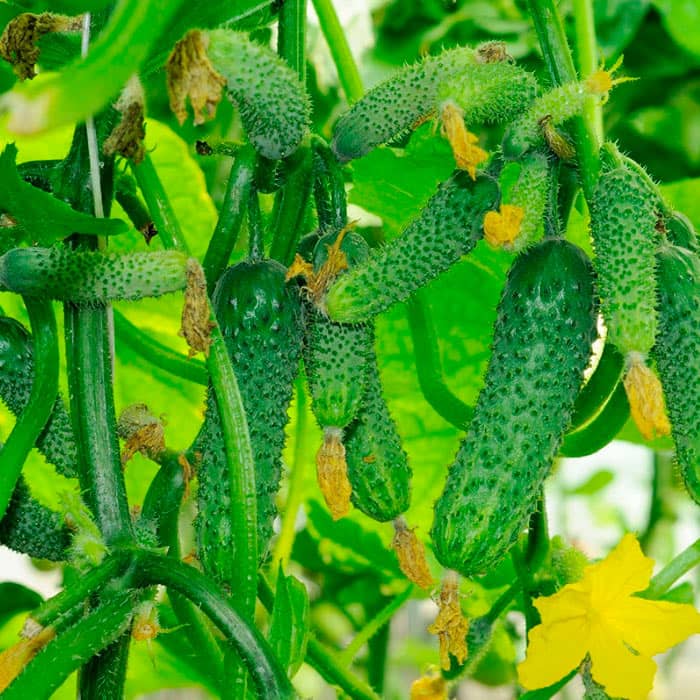 Семена партенокарпического огурца «Эколь F1» 10 семян