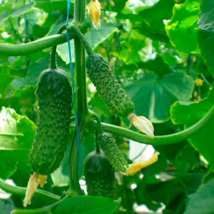Семена партенокарпического огурца «Эколь F1» 10 семян