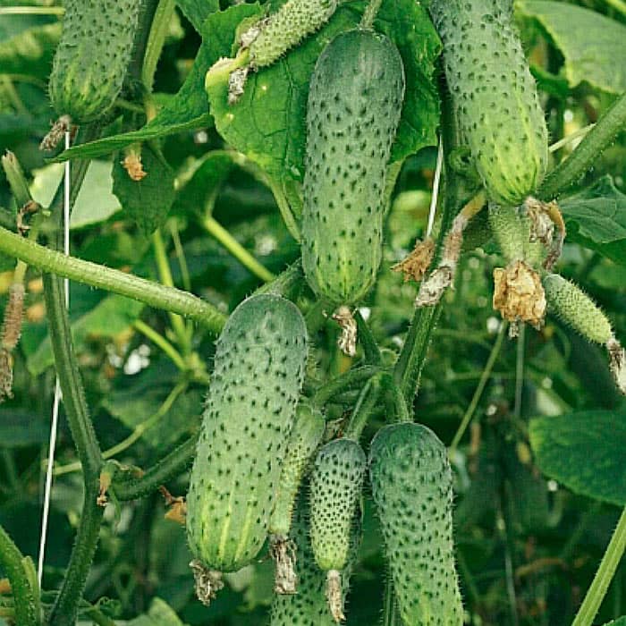 Семена партенокарпического огурца «Эколь F1» 10 семян