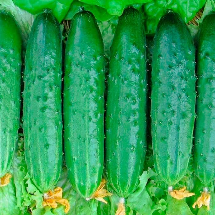 Семена партенокарпического огурца «Эстафета F1» 10 семян