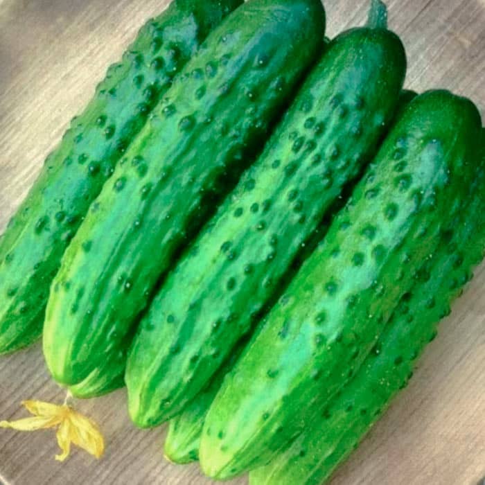 Семена партенокарпического огурца «Эстафета F1» 10 семян