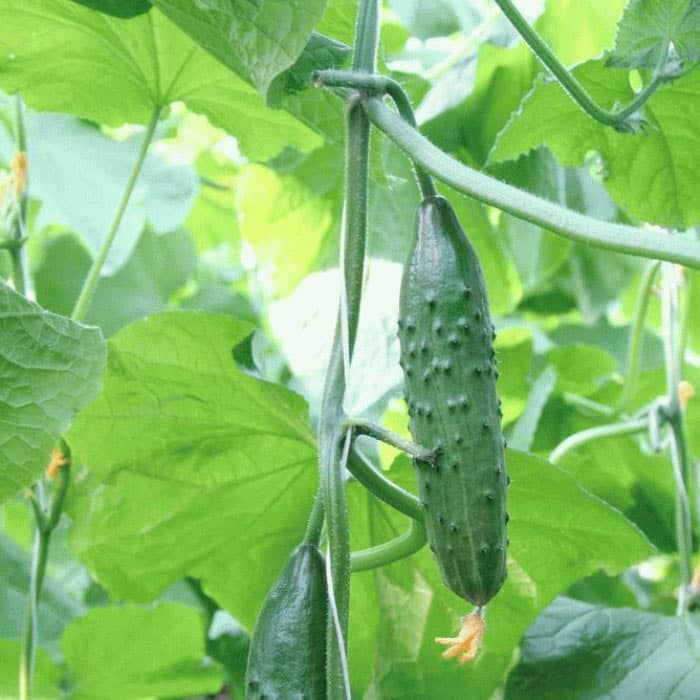 Семена партенокарпического огурца «Эстафета F1» 10 семян