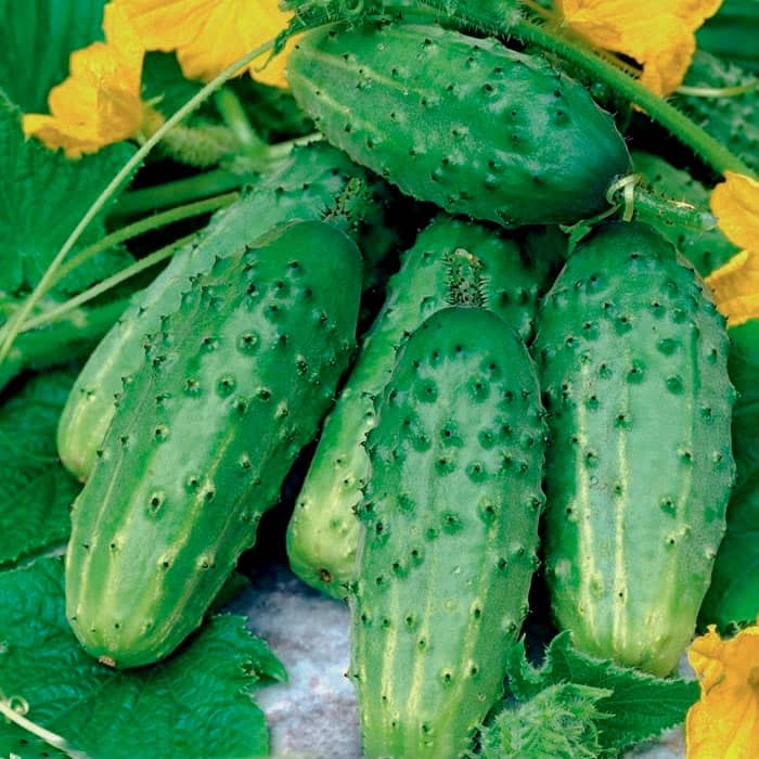 Семена партенокарпического огурца «Гермес F1» 0,5 г