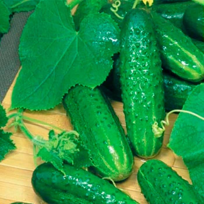 Семена партенокарпического огурца «Гермес F1» 0,5 г