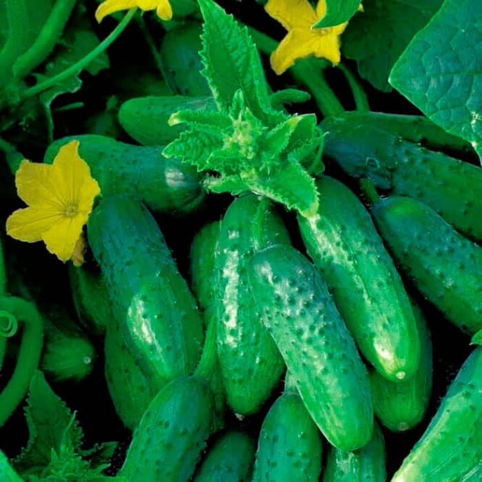 Семена партенокарпического огурца «Гермес F1» 0,5 г