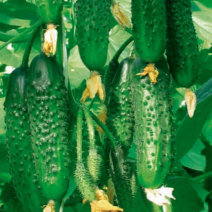 Семена партенокарпического огурца «Гермес F1» 0,5 г