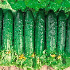 Семена партенокарпического огурца «Костик F1» 10 семян