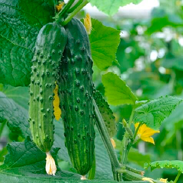 Семена партенокарпического огурца «Костик F1» 10 семян