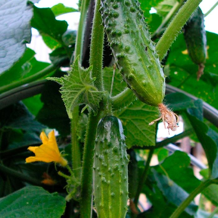 Семена партенокарпического огурца «Костик F1» 10 семян