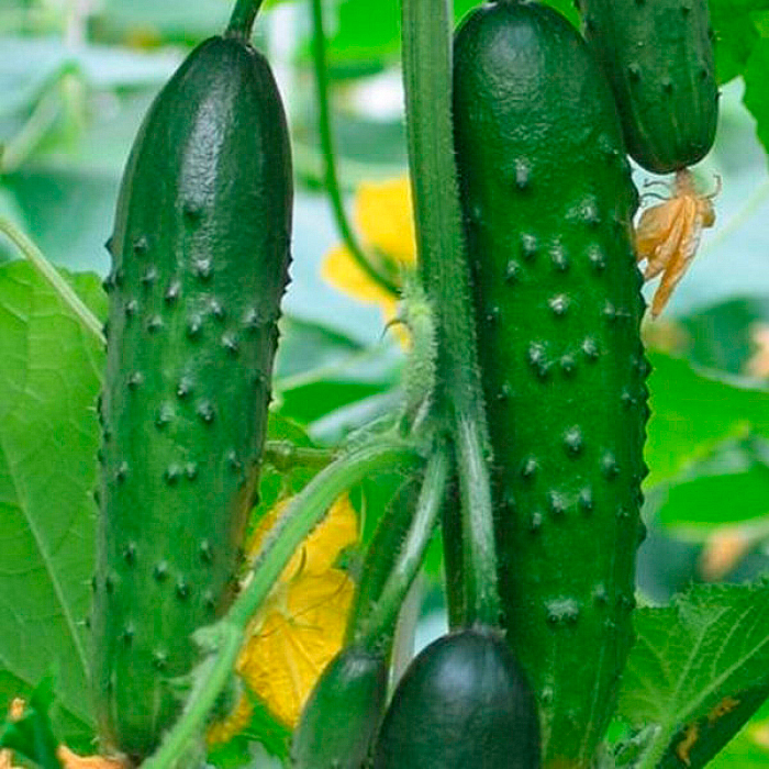 Семена партенокарпического огурца «Костик F1» 10 семян