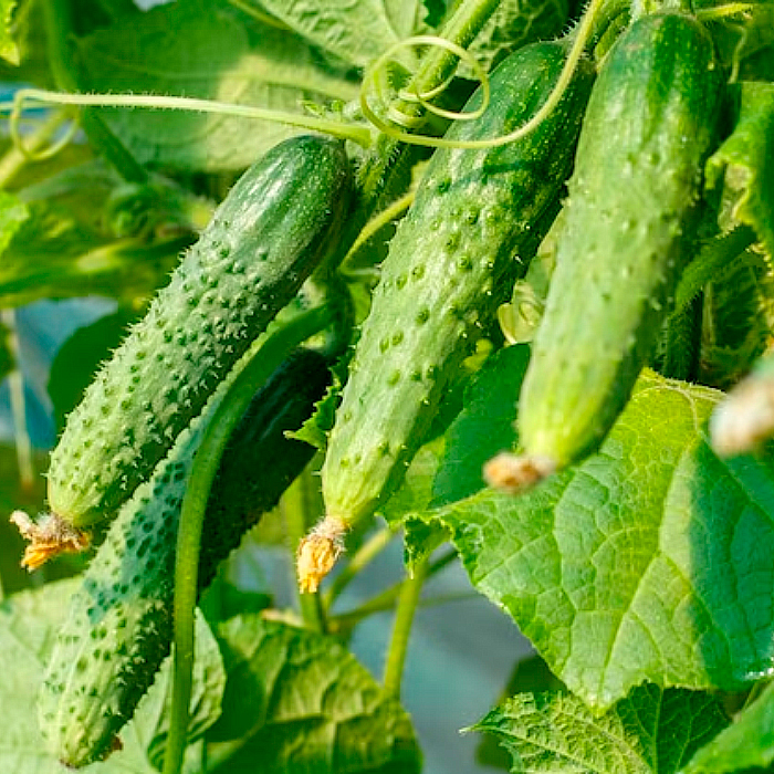Семена партенокарпического огурца «Костик F1» 10 семян