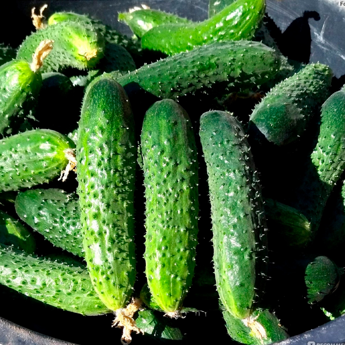 Семена партенокарпического огурца «Кураж F1» 8 семян