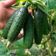 Семена партенокарпического огурца «Кураж F1» 8 семян