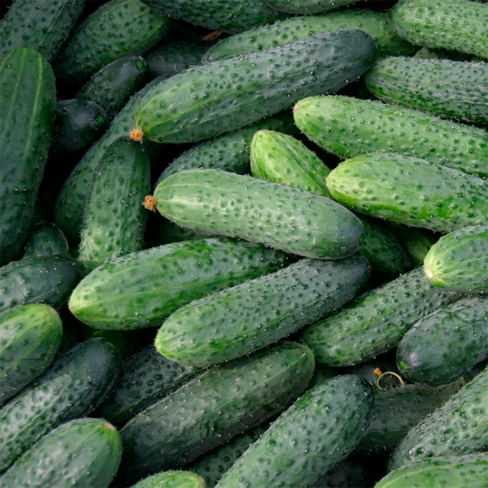 Семена партенокарпического огурца «Кураж F1» 8 семян