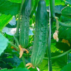 Семена партенокарпического огурца «Апрельский F1» 10 семян