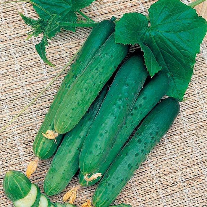 Семена партенокарпического огурца «Апрельский F1» 10 семян