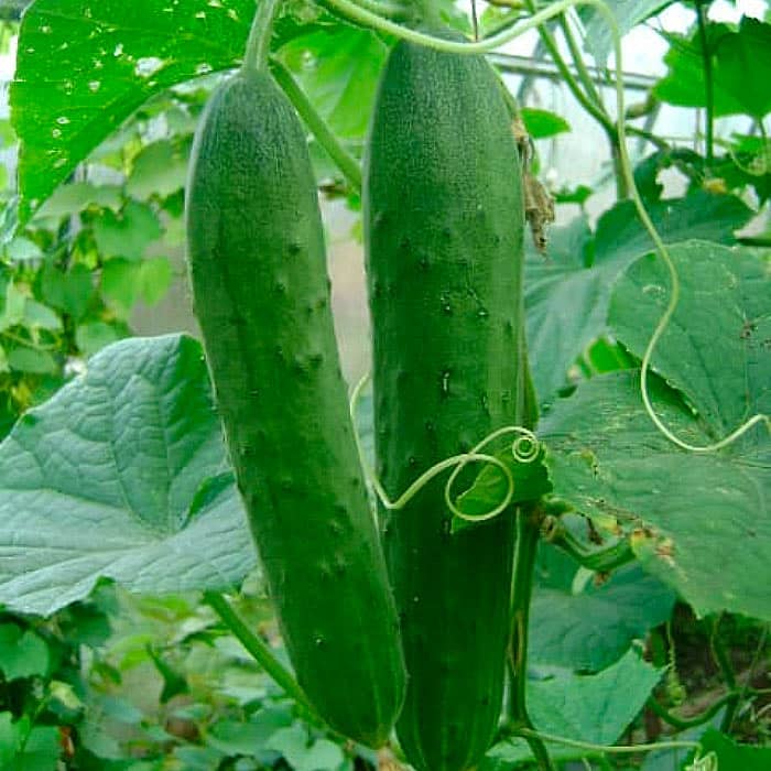 Семена партенокарпического огурца «Апрельский F1» 10 семян